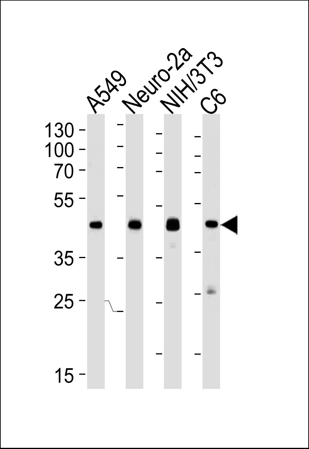 Mouse anti-CREB1 Monoclonal Antibody(1335CT115.203.189)