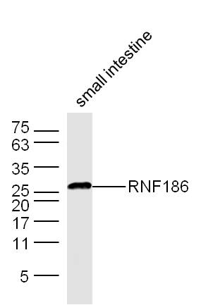 Rabbit anti-RNF186 Polyclonal Antibody