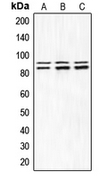 Rabbit anti-IKK α/β(pS180/181) Polyclonal Antibody