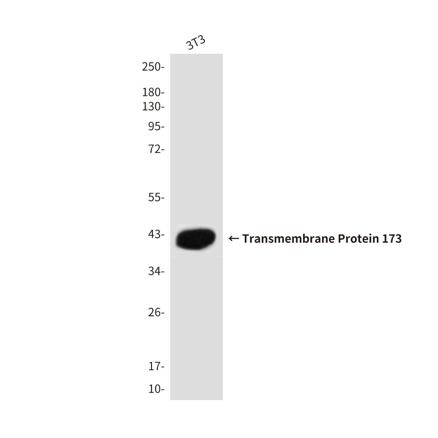 Rabbit anti-Transmembrane Protein 173 Polyclonal Antibody
