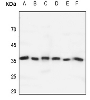 Rabbit anti-GPR171 Polyclonal Antibody