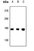 Rabbit anti-CEP170 Polyclonal Antibody
