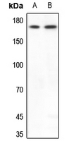 Rabbit anti-BAF170 Polyclonal Antibody