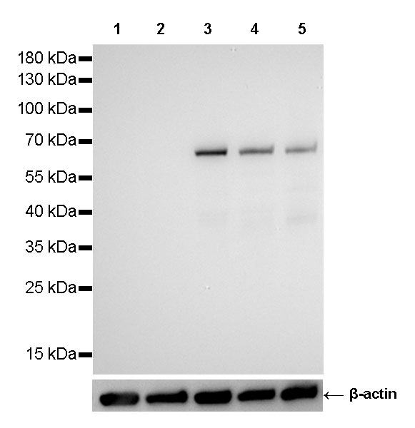 Rabbit anti-Smad4 Recombinant Monoclonal Antibody(168-67)