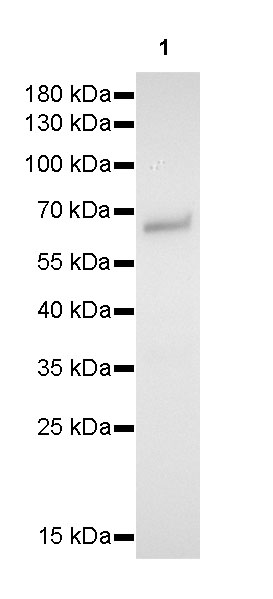 Rabbit anti-Smad4 Recombinant Monoclonal Antibody(168-67)