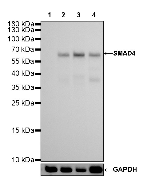 Rabbit anti-SMAD4 Recombinant Monoclonal Antibody(168-62)