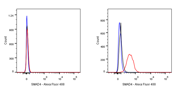 Rabbit anti-SMAD4 Recombinant Monoclonal Antibody(168-62)