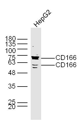 Rabbit anti-CD166 Polyclonal Antibody