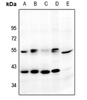 Rabbit anti-GPR159 Polyclonal Antibody