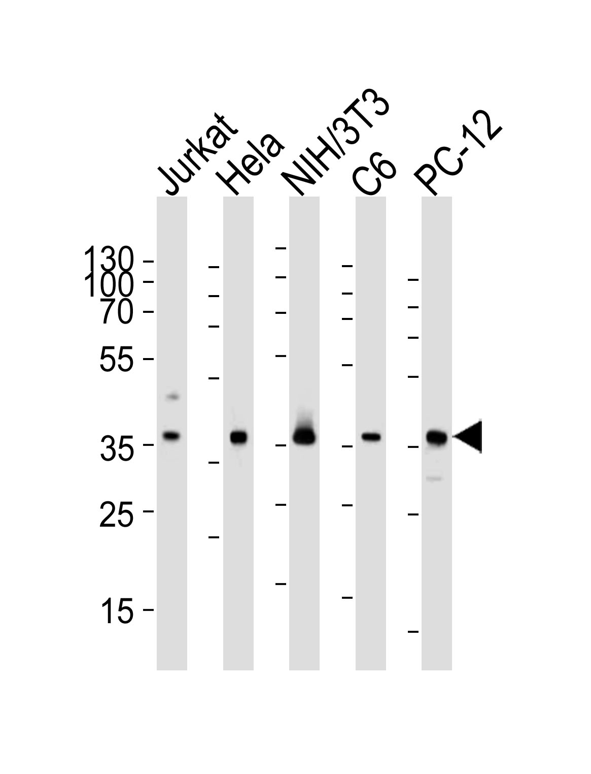Mouse anti-RAD51 Monoclonal Antibody(1281CT886.273.179.159)