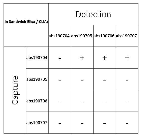 Rabbit anti-Collagen IV Recombinant Monoclonal Antibody(150-31)