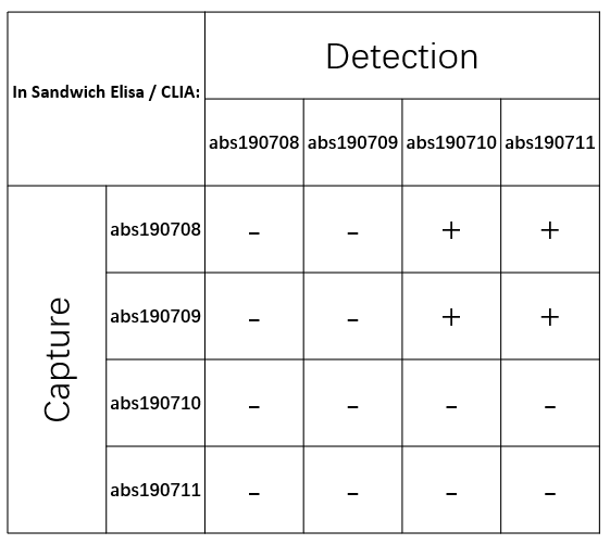 Rabbit anti-Laminin Recombinant Monoclonal Antibody(148-21-2)