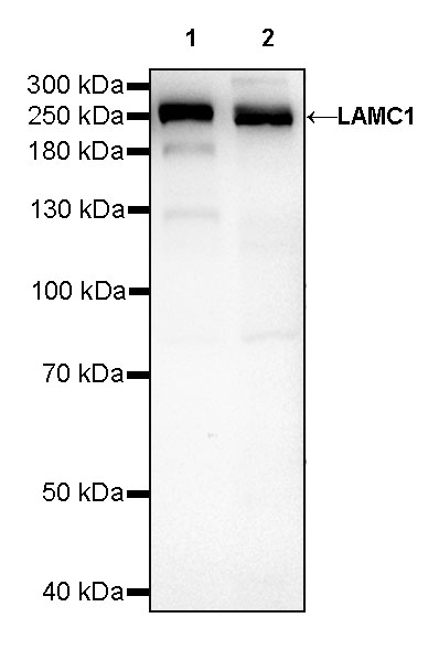 Rabbit anti-Laminin γ1 Recombinant Monoclonal Antibody(148-80)