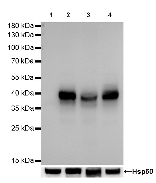 Rabbit anti-CD40 Recombinant Monoclonal Antibody(145-45)