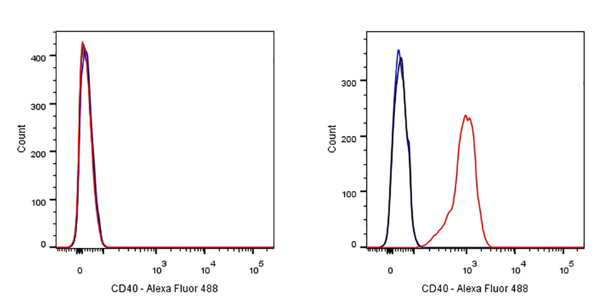 Rabbit anti-CD40 Recombinant Monoclonal Antibody(145-45)