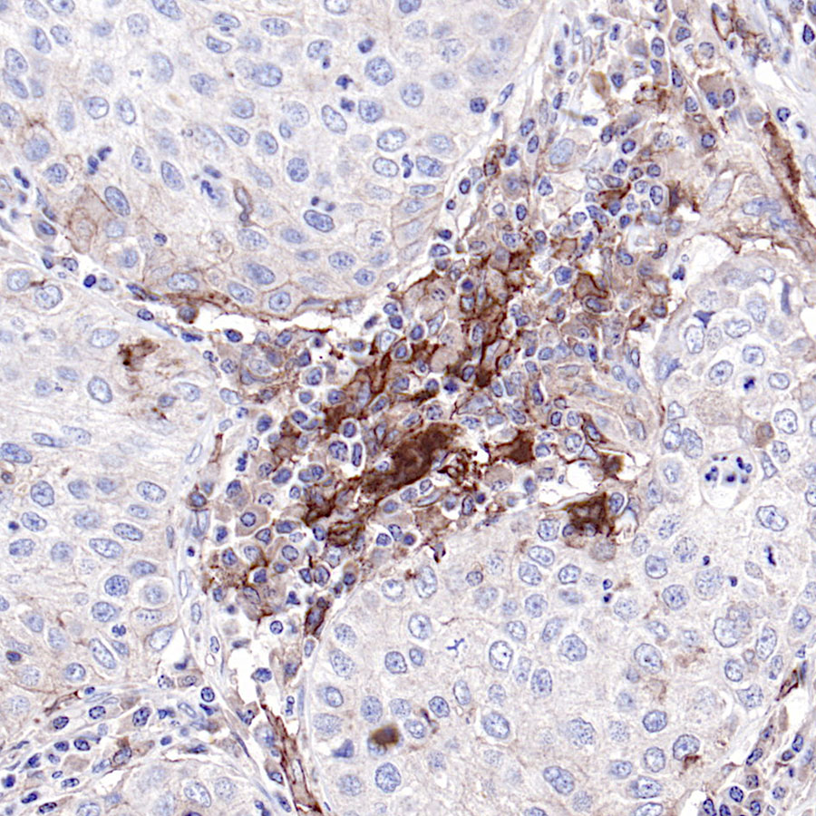 Rabbit anti-CD40 Recombinant Monoclonal Antibody(145-45)