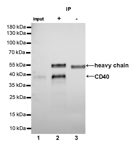 Rabbit anti-CD40 Recombinant Monoclonal Antibody(145-45)