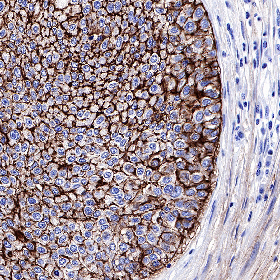 Rabbit anti-CD9 Recombinant Monoclonal Antibody(143-53)