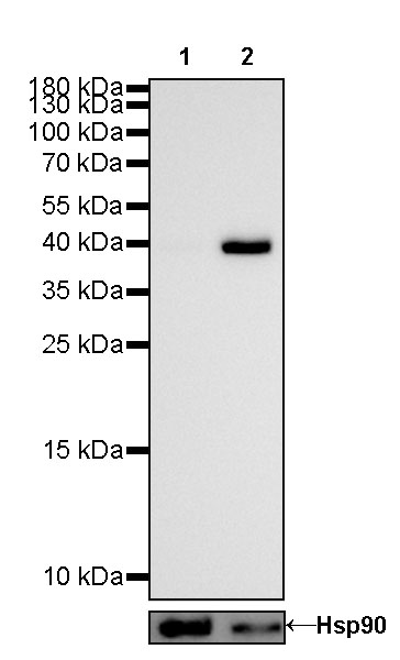Rabbit anti-α smooth muscle Actin(SMA) Recombinant Monoclonal Antibody(301-142)