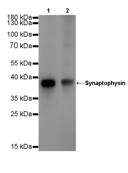 Rabbit anti-Synaptophysin Recombiant Monoclonal Antibody(137-21)