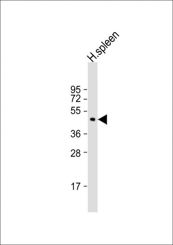 Rabbit anti-RNF135 Polyclonal Antibody(C-term)