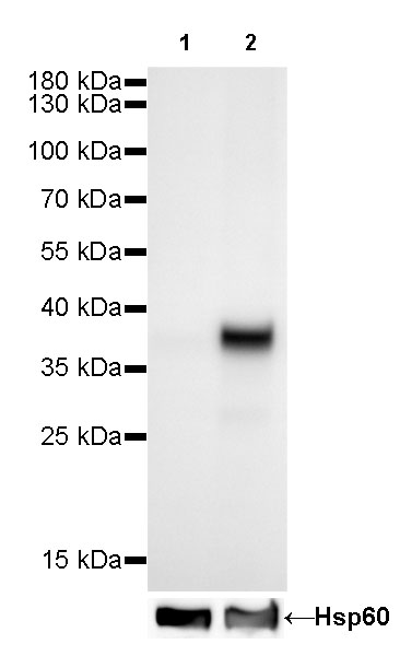 Rabbit anti-CDX2 Recombinant Monoclonal Antibody(134-76)