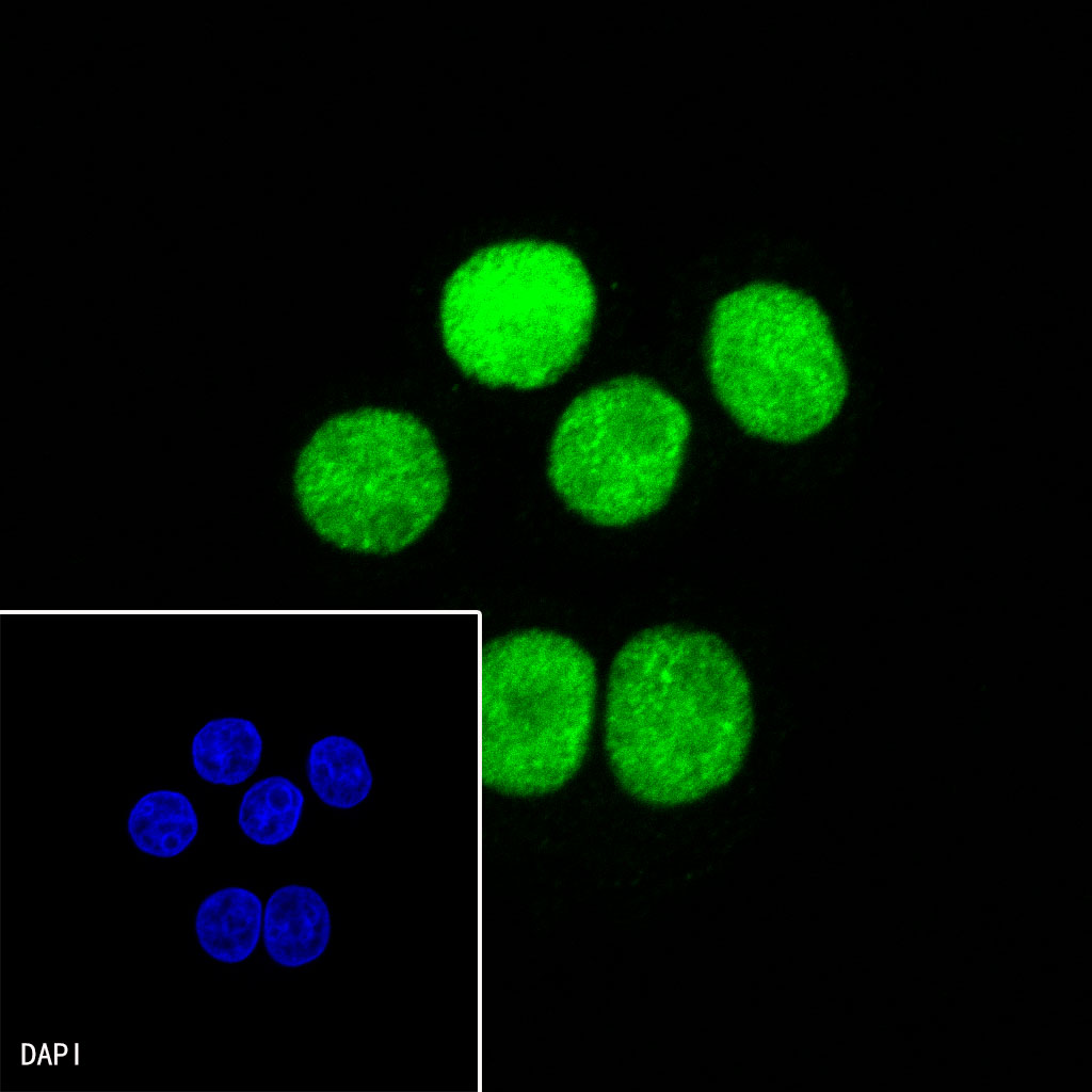 Rabbit anti-CDX2 Recombinant Monoclonal Antibody(134-76)