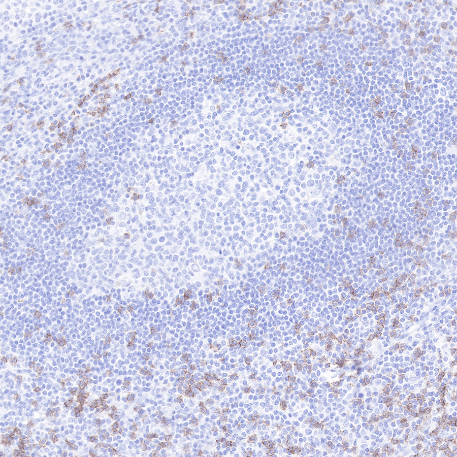 Mouse anti-CD8a Monoclonal Antibody(126-8.3)
