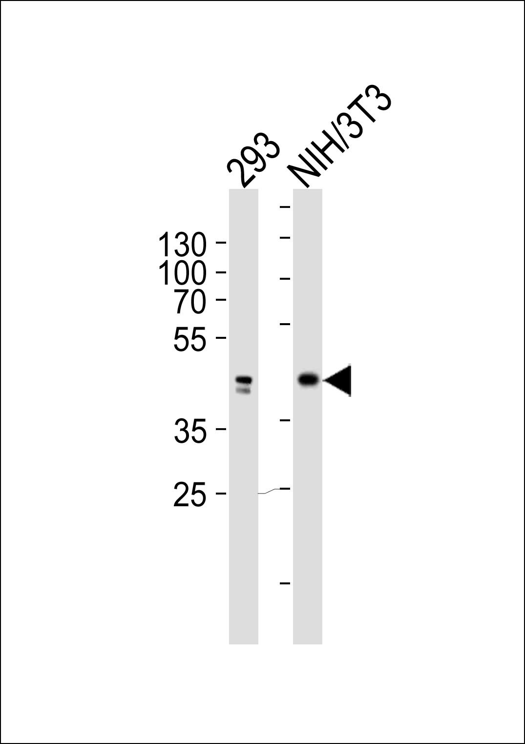 Mouse anti-JUN Monoclonal Antibody(1306CT545.208.117)