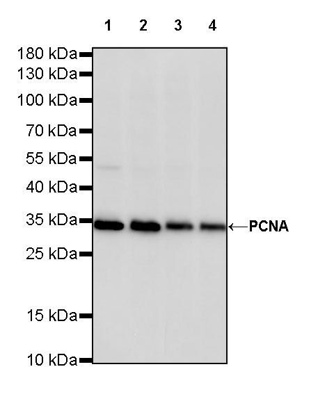 Rabbit anti-PCNA Recombinant Monoclonal Antibody(297-116)