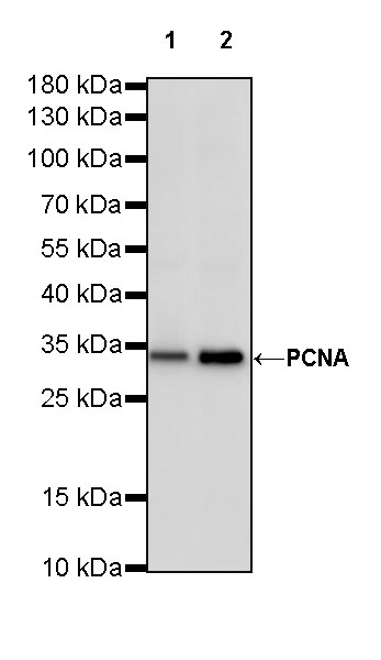 Rabbit anti-PCNA Recombinant Monoclonal Antibody(297-116)
