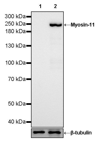 Rabbit anti-Myosin-11 Recombinant Monoclonal Antibody(188-112)