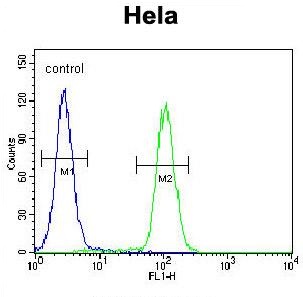 Rabbit anti-KIAA0999 Polyclonal Antibody(C-term)