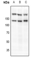 Rabbit anti-c-Met(pS985) Polyclonal Antibody