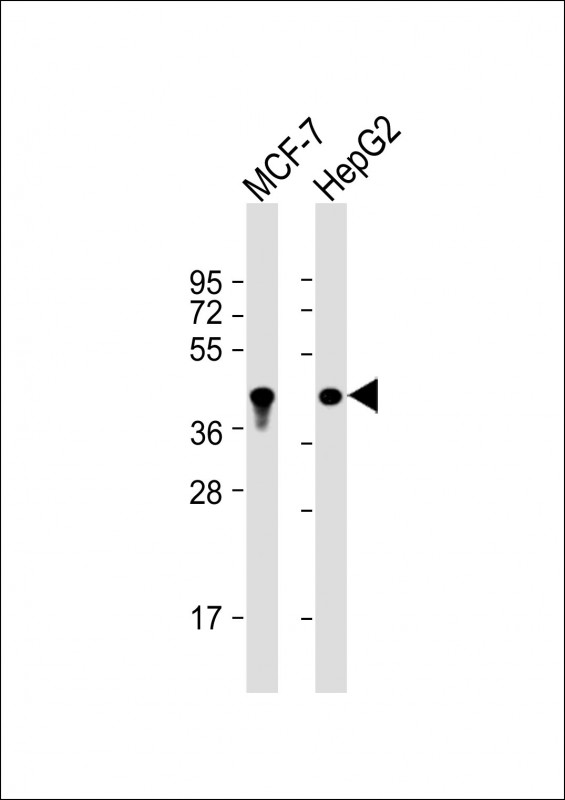 Mouse anti-KRT19 Monoclonal Antibody(979CT14.3.1)