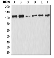 Rabbit anti-NF-KappaB p105(pS927) Polyclonal Antibody
