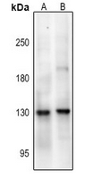 Rabbit anti-NMDAR1(pS890) Polyclonal Antibody