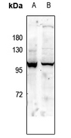 Rabbit anti-GLUR1(pS863) Polyclonal Antibody