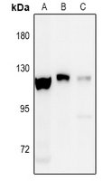 Rabbit anti-EPHA8(pY838) Polyclonal Antibody