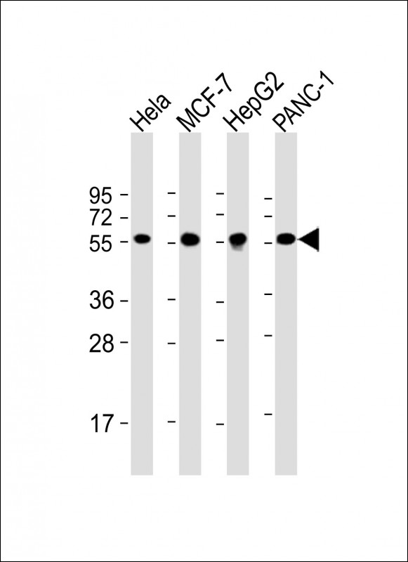 Mouse anti-PDIA1 Monoclonal Antibody(1530CT836.11.53)