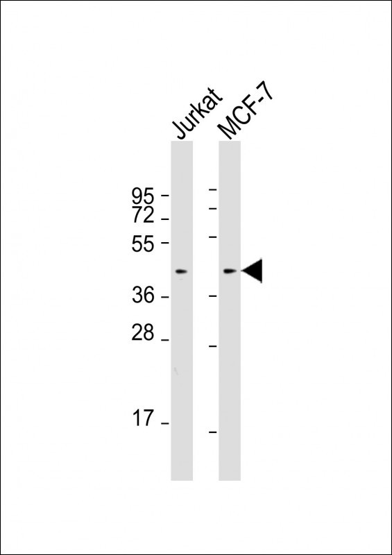 Mouse anti-Erk1/2 Monoclonal Antibody(784CT7.6.3)