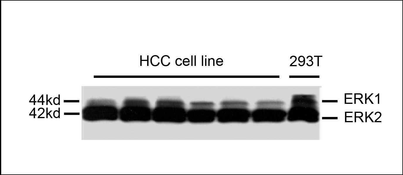 Mouse anti-Erk1/2 Monoclonal Antibody(784CT7.6.3)