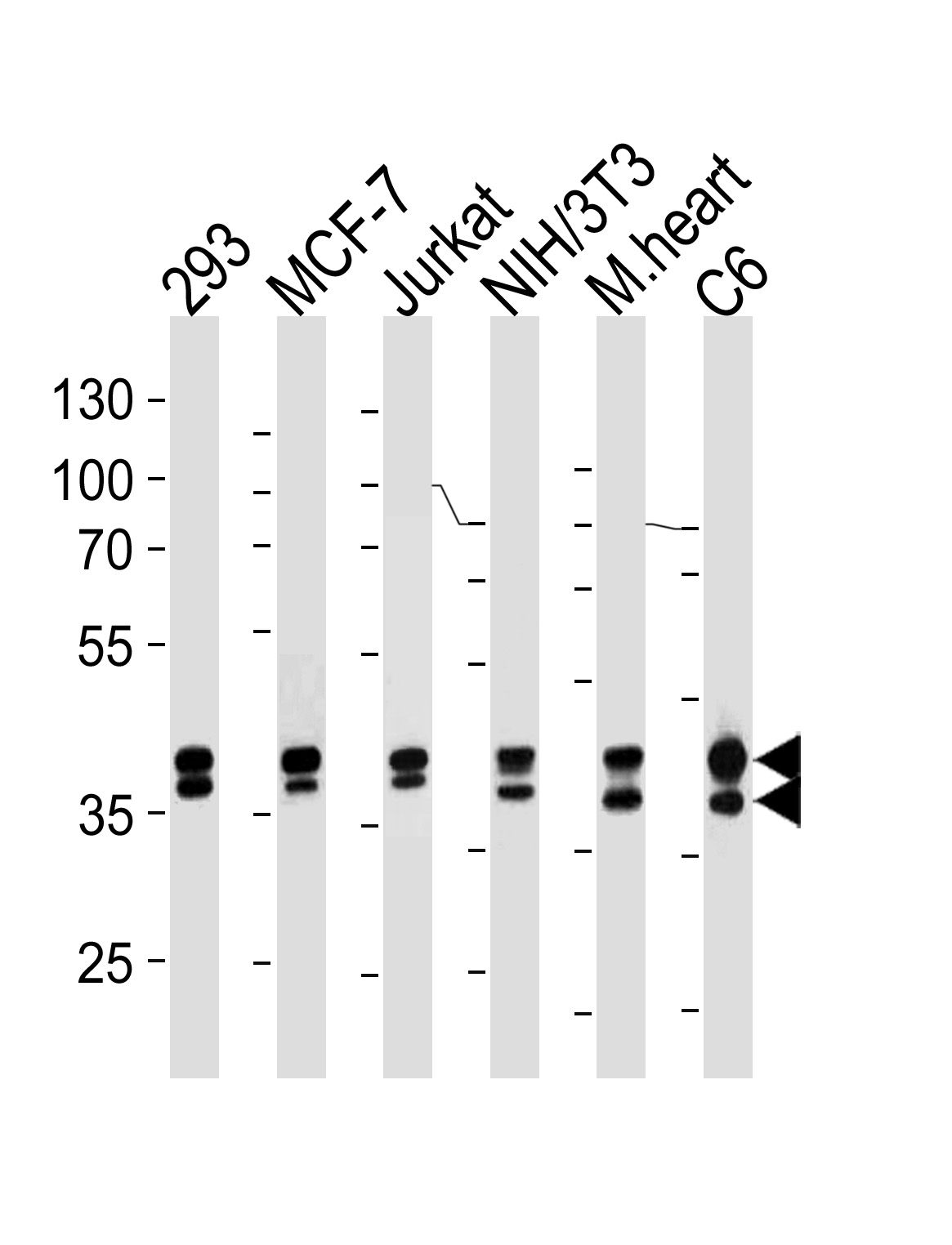 Mouse anti-Erk1/2 Monoclonal Antibody(784CT7.6.3)