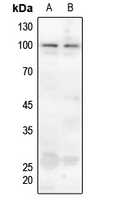 Rabbit anti-Ataxin 1(pS775) Polyclonal Antibody