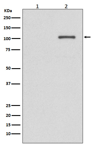 Rabbit anti-Phospho-IRE1(Ser724) Polyclonal Antibody