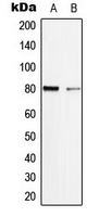 Rabbit anti-τ(pS713) Polyclonal Antibody