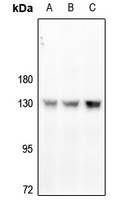 Rabbit anti-CD31(pY713) Polyclonal Antibody