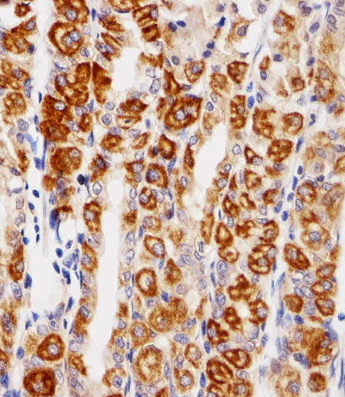 Mouse anti-EGFR Monoclonal Antibody(C-term) (688CT33.1.3)