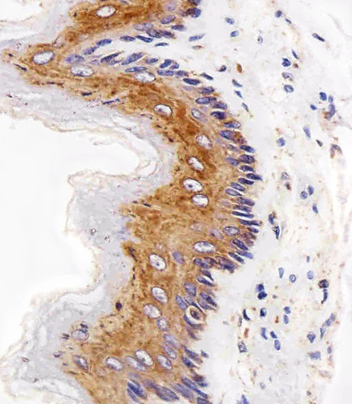 Mouse anti-EGFR Monoclonal Antibody(C-term) (688CT33.1.3)