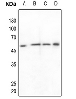 Rabbit anti-ZNF682 Polyclonal Antibody